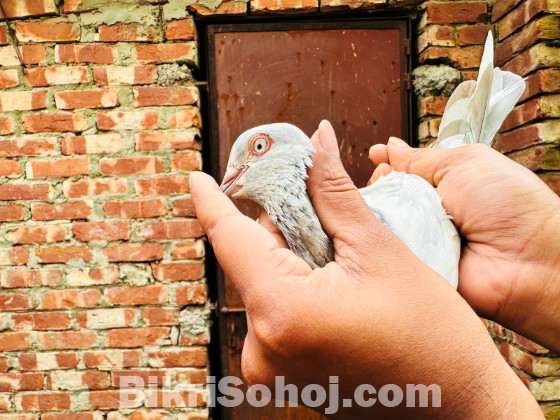 মোসলদম এবং খাকি নড়
